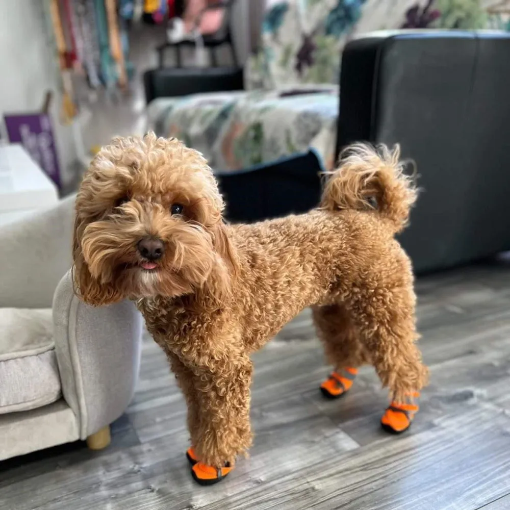 Neoprene Dog Shoes